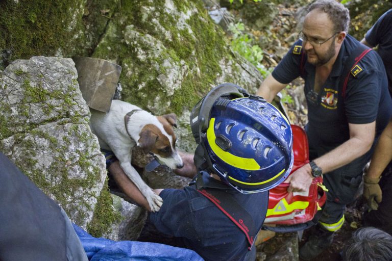 20240907_Herausfordernde Tierrettung in Baden NÖ