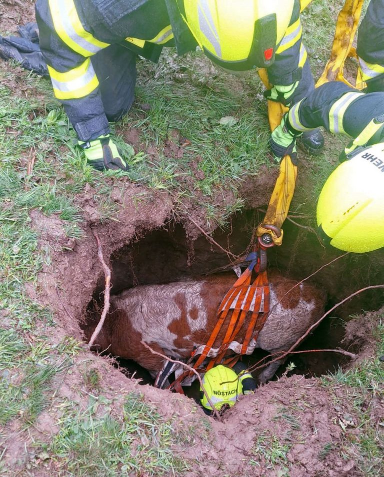 20240916 Erfolgreiche Tierrettung in Nöstach Hafnerberg Gemeind